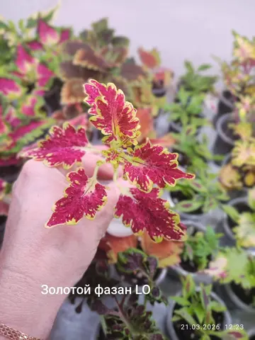 Золотой Фазан LO колеус