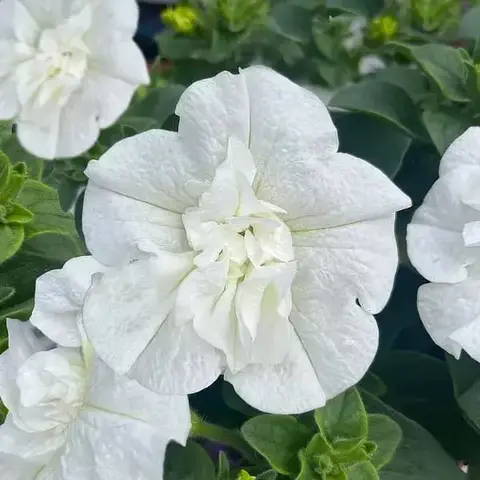 32486 Петуния SWEETSUNSHINE PURE WHITE (Весна 2026)