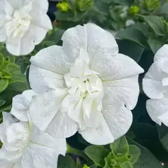 32486 Петуния SWEETSUNSHINE PURE WHITE (Весна 2026)