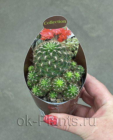 Сулкоребуция Стейнбаха