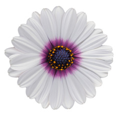 2704 Остеоспермум AKILA WHITE PURPLE EYE (ОСЕНЬ 2025)