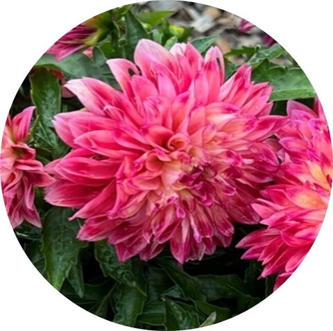 17162 Георгин CHERIE Radiant Rose (Весна 2026)