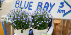 2307 Лобелия CURACAO BLUE BAY (Весна 2026)