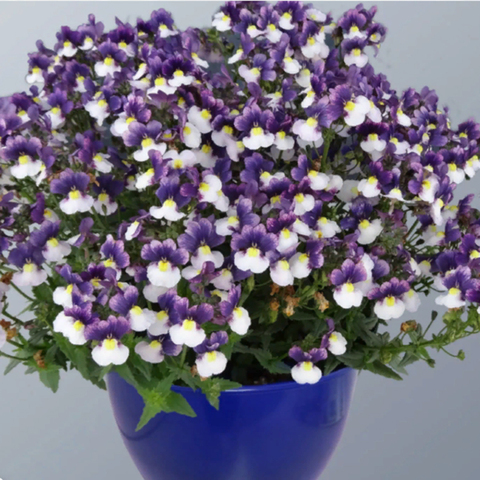 2641 Немезия SUNPEDDLE Purple White Bicolor (Весна 2026)