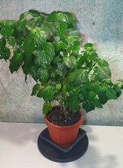 Teofrst Пачули Pogostemon