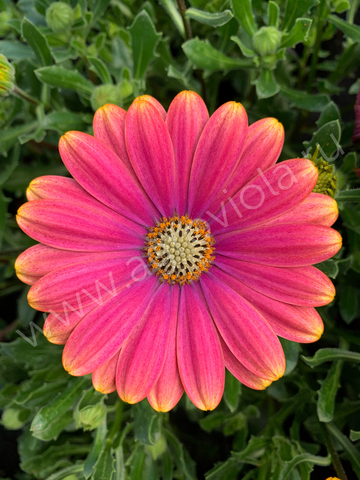 2733 Остеоспермум FLOWERPOWER PINK SUN (ОСЕНЬ 2025)