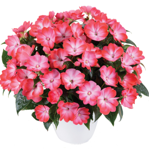 1141 Бальзамин НГ HARMONY RADIANCE HOT PINK