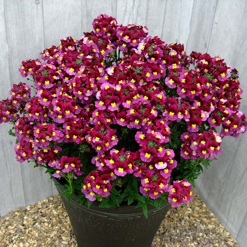 2642 Немезия SUNPEDDLE Red Bicolor (Весна 2026)