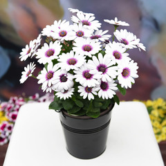 2704 Остеоспермум AKILA WHITE PURPLE EYE (ОСЕНЬ 2025)