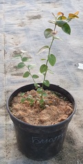 Teofrast Голубика Блюэтта vaccinium corymbosum Bluette