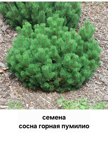 Семена Сосна горная пумилио Pinus mugo pumilo
