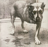 ALICE IN CHAINS: Alice In Chains (coloured) (Виниловая пластинка)