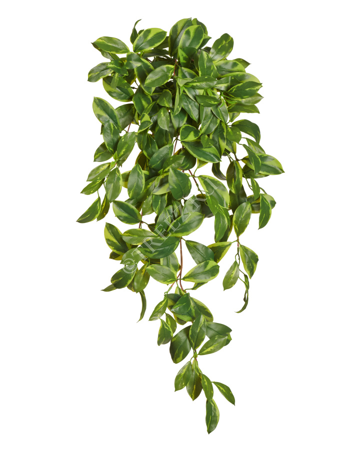 Фагрея Цейлоника вариегатная ампельная (Sensitive Botanic)