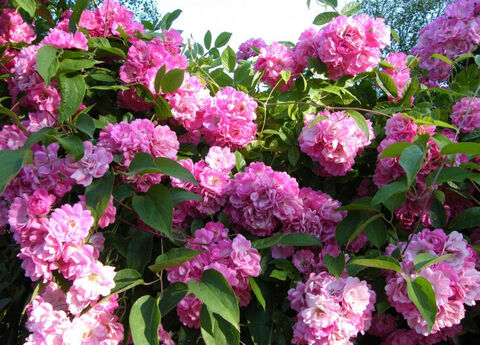 Мисс Флайт (Mrs. F.W. Flight)