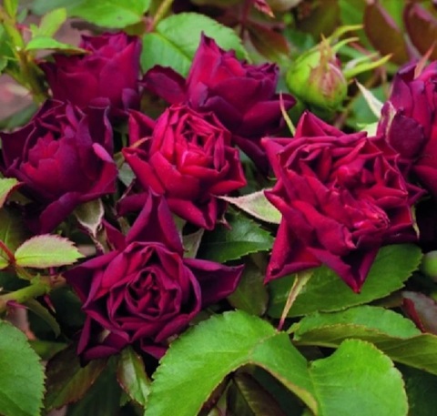 Кларет Пикси (Claret Pixie)