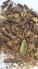 Семена Береза карельская Betula pendula var. Carelica