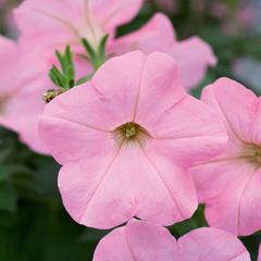 3202 Петуния ALPETUNIA SOFT PINK (ОСЕНЬ 2025)