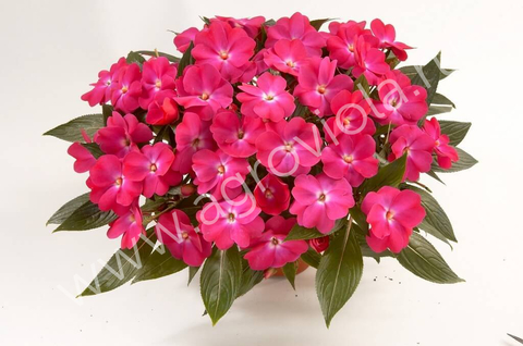 1125 Бальзамин НГ HARMONY DARK PINK