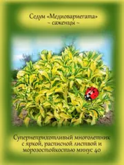 Почвопокровные и ампельные