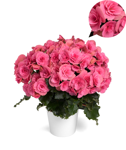 1298 Бегония BARKOS-COLLECTION BERSEBA PINK