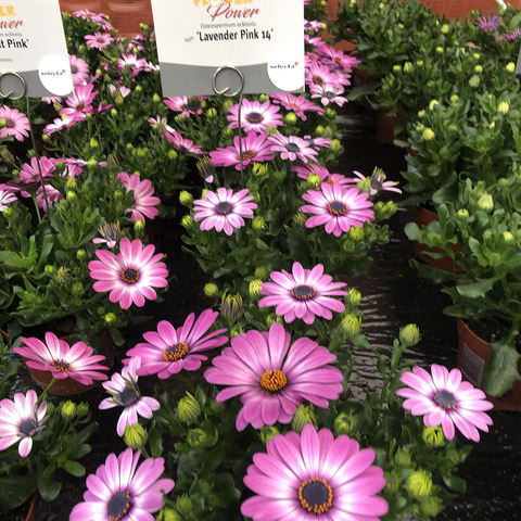 2706 Остеоспермум FLOWERPOWER LAVENDER PINK '14 (ОСЕНЬ 2025)