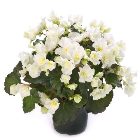 1286 Бегония BK COLLECTION GLORY WHITE