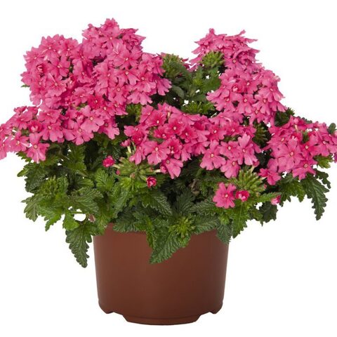 15110 Вербена LINDOLENA HOT PINK (ОСЕНЬ 2025)