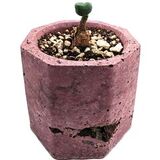 Tylecodon opelii каудексный суккулент