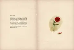 Красавица и чудовище (с иллюстрациями Бенжамена Лакомба)