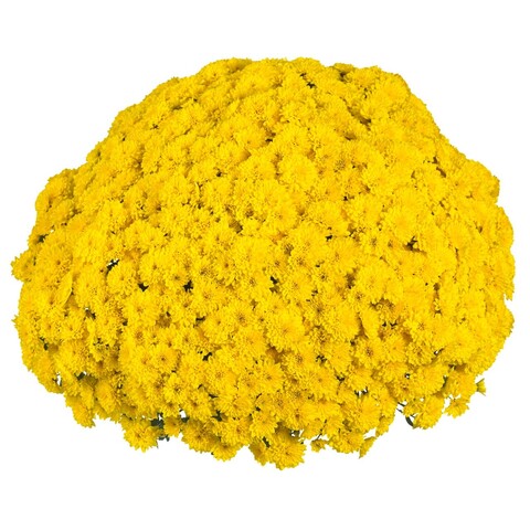 7019 Хризантема мультифлора PARTY YELLOW  (ОСЕНЬ 2025)