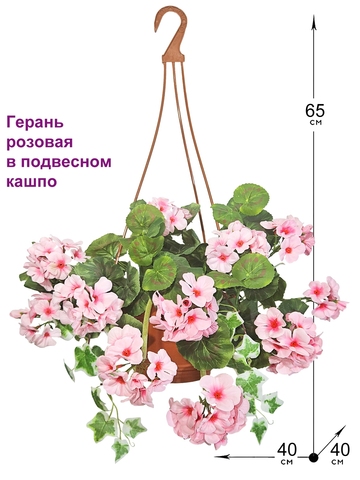 Герань розовая свисающая 65см в кашпо