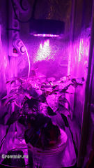 Гроутент GL 40 GrowLab Размер 40x40x120