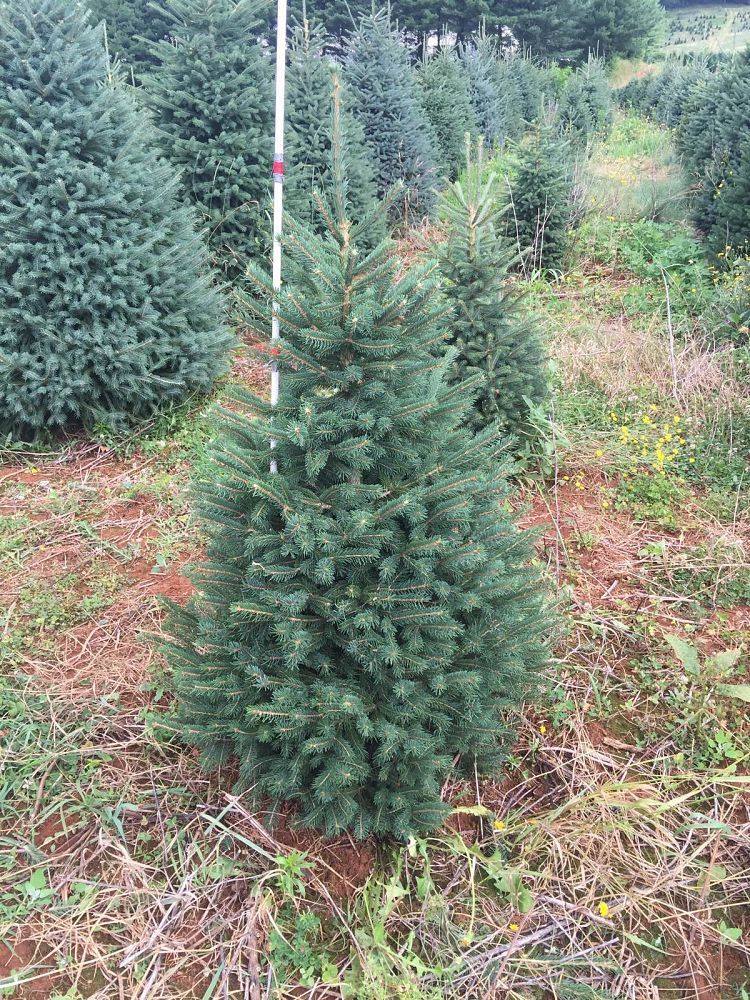 Семена Ель канадская густая Picea glauca var. Densata