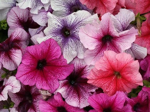 Петуния грандифлора Призм Вэнити Фэйр Микс