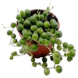 Суккулент Крестовник Роули