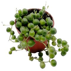 Суккулент Крестовник Роули