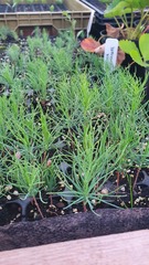 Teofrast сеянцы Сосна Крымская Pinus nigra subsp. pallasiana