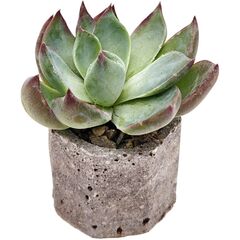 Суккулент Эхеверия Касио