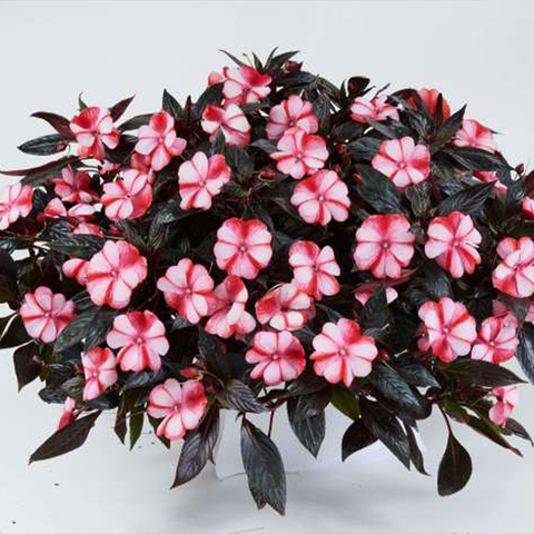 1127 Бальзамин НГ HARMONY BICOLOR RED
