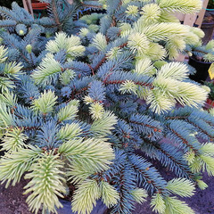 Teofrast Ель колючая Белобока Picea pungens Bialobok