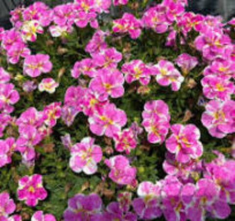 19258 Калибрахоа Calita Double Pink Splash (Весна 2026)