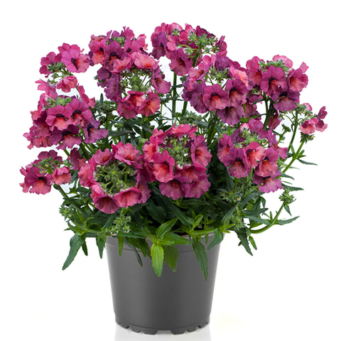 2630 Немезия NESIA Magenta (Весна 2026)