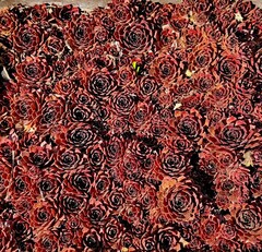 Red Ant молодило