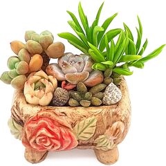 Садик из суккулентов