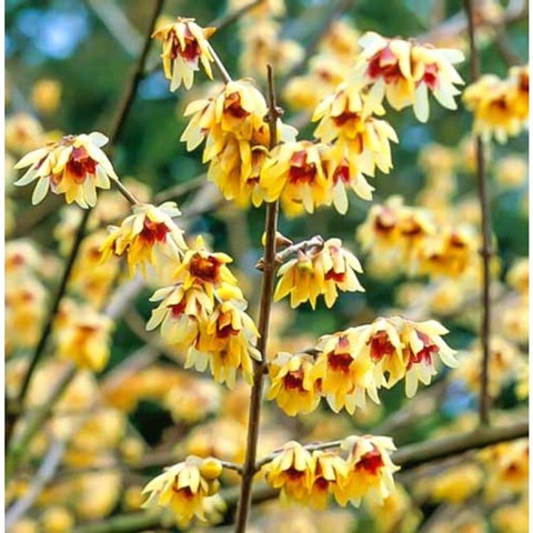 Зимоцвет Химонант ранний Chimonanthus praecox