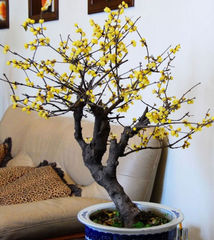 Зимоцвет Химонант ранний Chimonanthus praecox