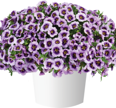 19230 Калибрахоа LIA SPARK LAVENDER (ОСЕНЬ 2025)