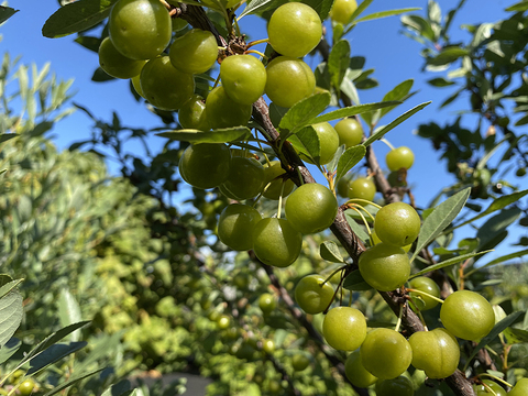 Вишня песчаная Желтоплодная (усл) (ЗКС)