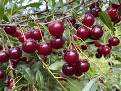 Вишня степная Первая ласточка