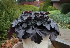 Гейхера "BLACK PEARL"